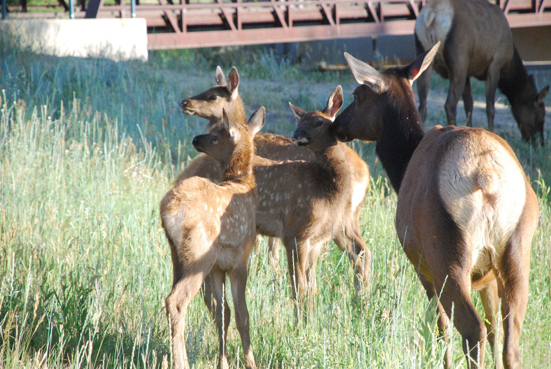 Elk Calf